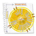 cellulite versus cuscino adiposo